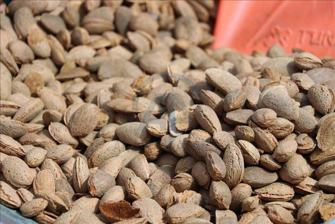 En faydalı kuruyemişler listesi değişti: İlk 3 şaşırtıyor 11